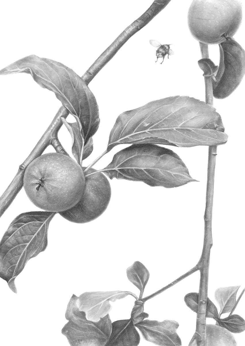 Photorealistic Botanical Pencil Drawing By Anna Lyashenko, 8 X 12, The Taste Of Childhood, Original Artwork