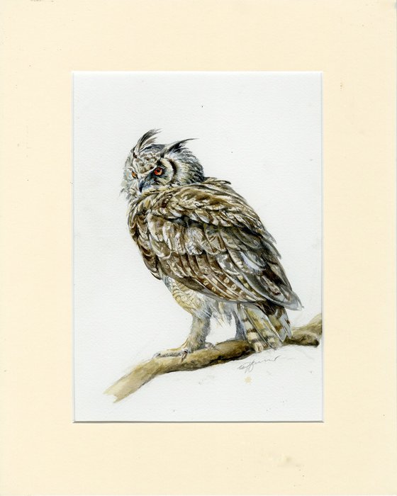 Long -eared owl bird watercolour