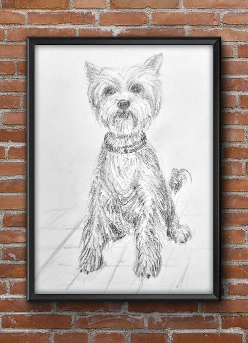 Yorkshire Terrier Pet Dog Pencil sketch on paper A4 by Asha Shenoy