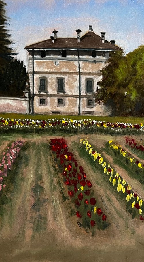 Springtime in Groppello d’Adda - Red Tulips by Angelo Di Carlo