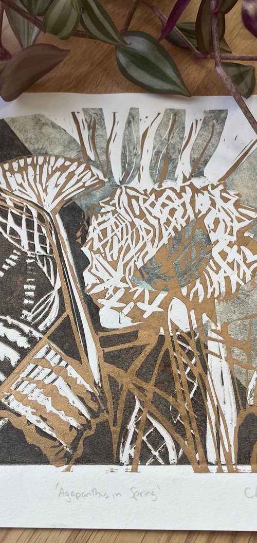 Agapanthus in Spring Linocut by C Staunton