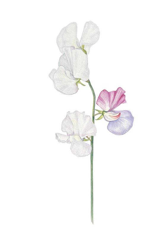 Red sweet peas. Original watercolor artwork.