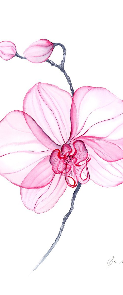 Transparent Pink Orchid by Olga Koelsch