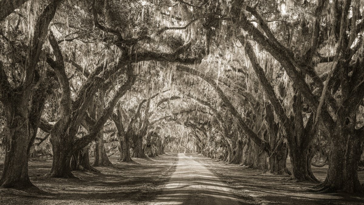 Surrealistic Photograph , Whispers Beneath The Canopy By Harv Greenberg, 43 X 24, Artwork For Sale On Artfinder