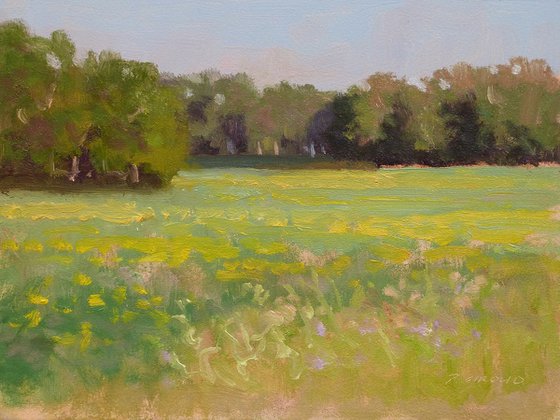 Meadow in Haute-Provence