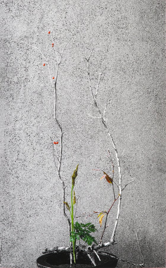 Boundary#002-Japanese winterberry, old plum tree, bracken, water pepper