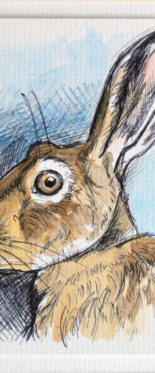 Hare Study by Joanne Kitson