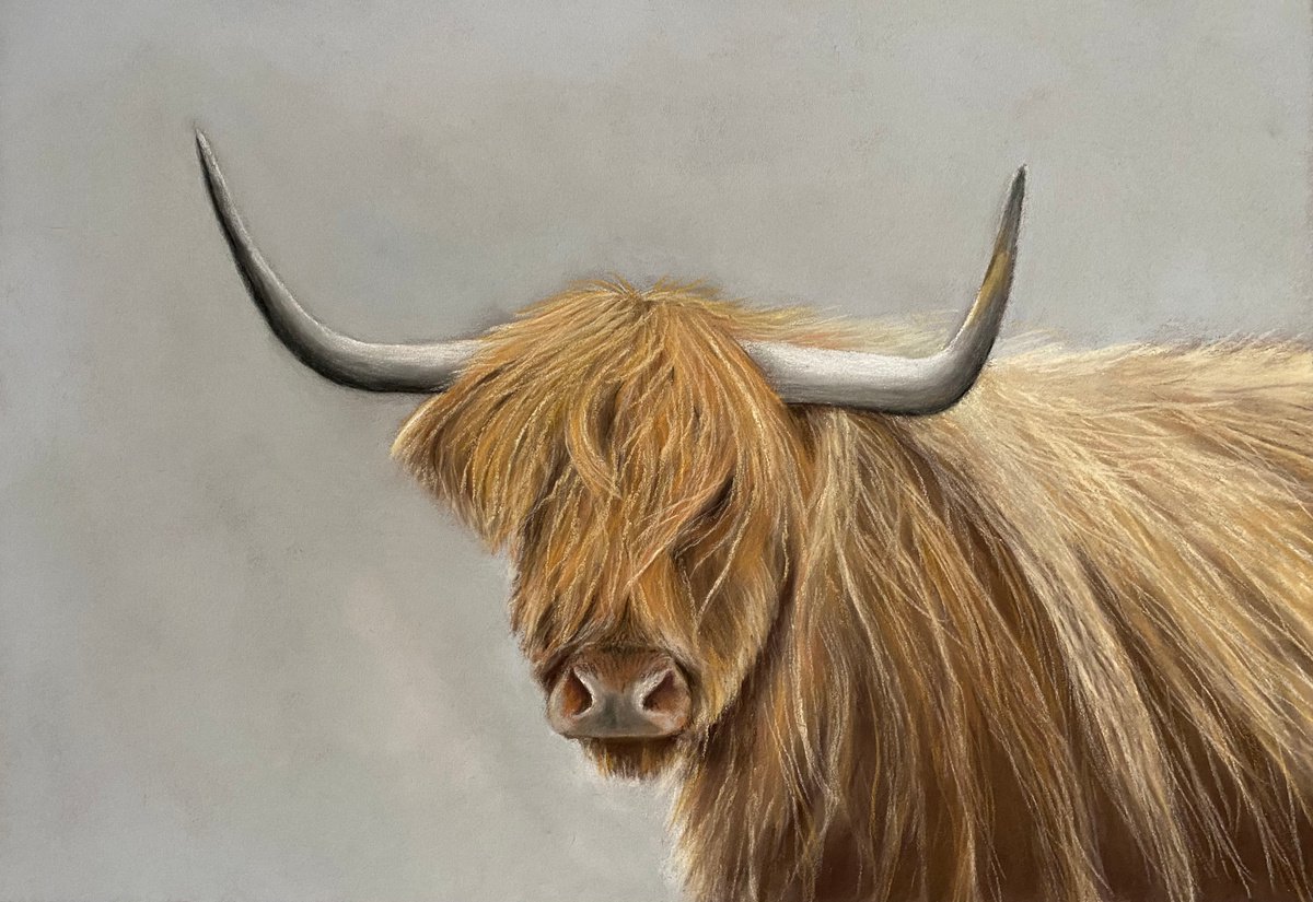 Highland cow by Maxine Taylor