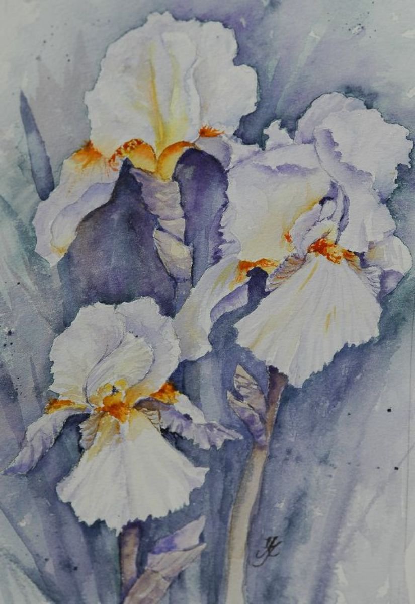 Irises by Jenny Alsop