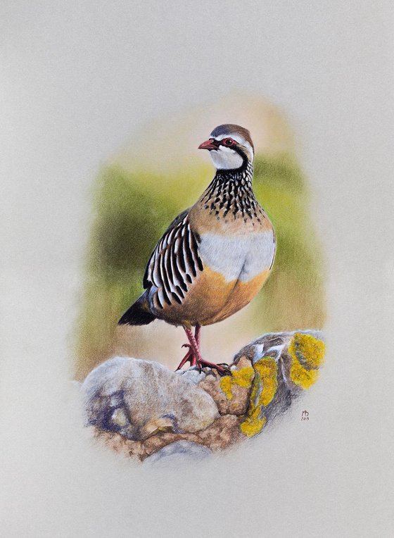 Original pastel drawing "Red-legged partridge"