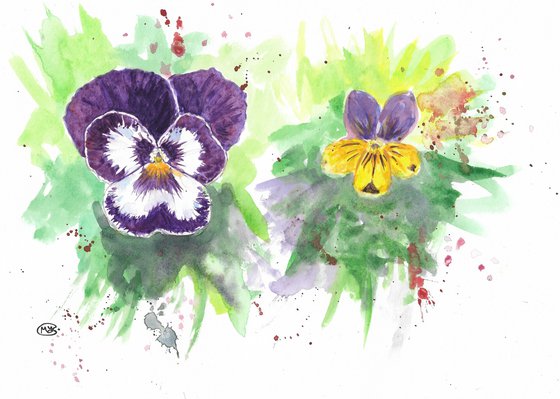 Pansy Vs Viola flower