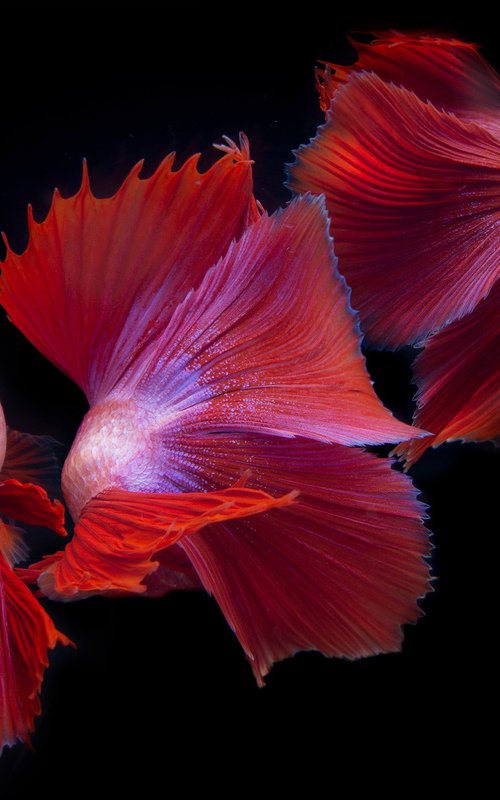 Betta Collage 44 by MICHAEL FILONOW