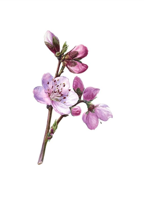 Flowering branch_Peach Painting