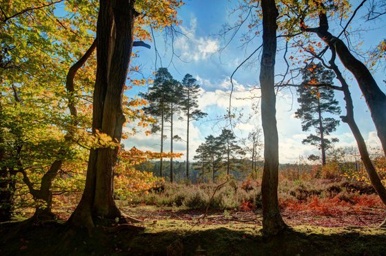 South forest clearing