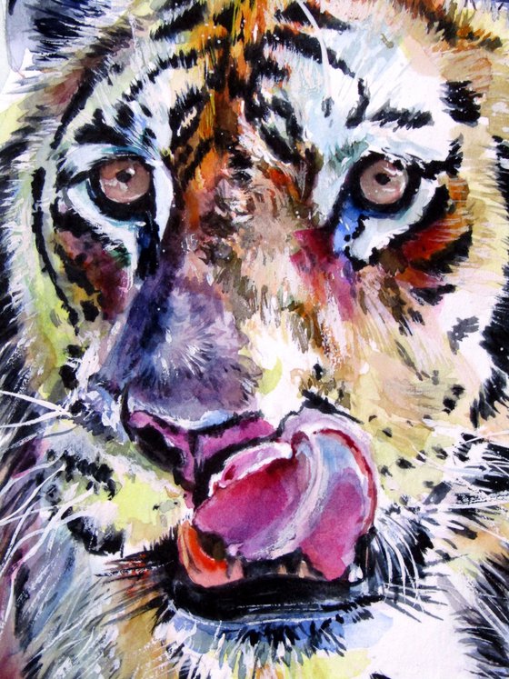 Collarwali Mataram tiger