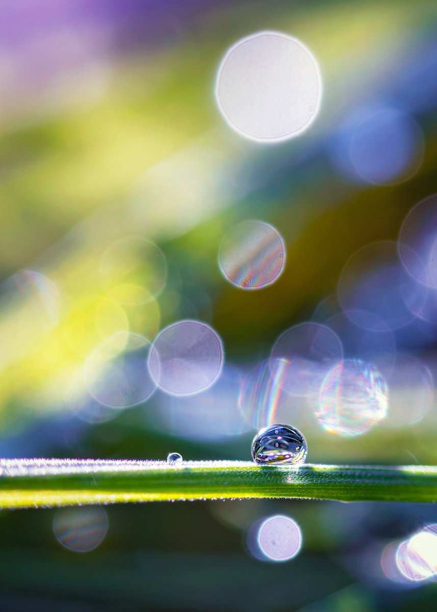 Organic Photograph , Shine - Studio Edition By Inna Etuvgi, 17 X 24, Artwork For Sale On Artfinder