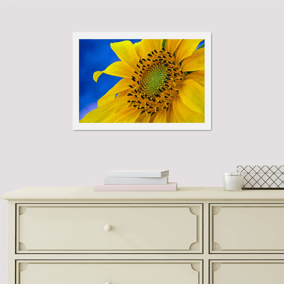 Sunflower. Limited Edition 1/50 15x10 inch Photographic Print