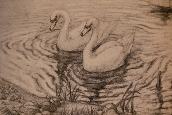 A Swan Couple