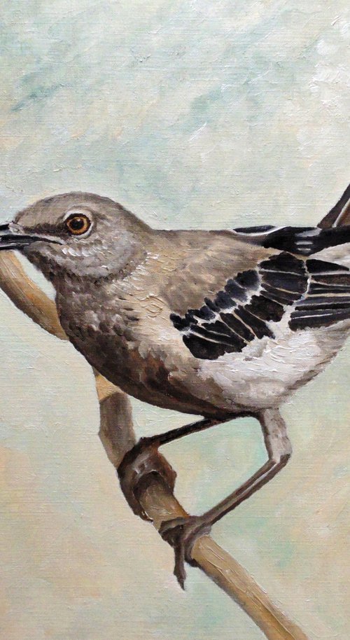 Sharp-Eyed Mockingbird by Angeles M. Pomata