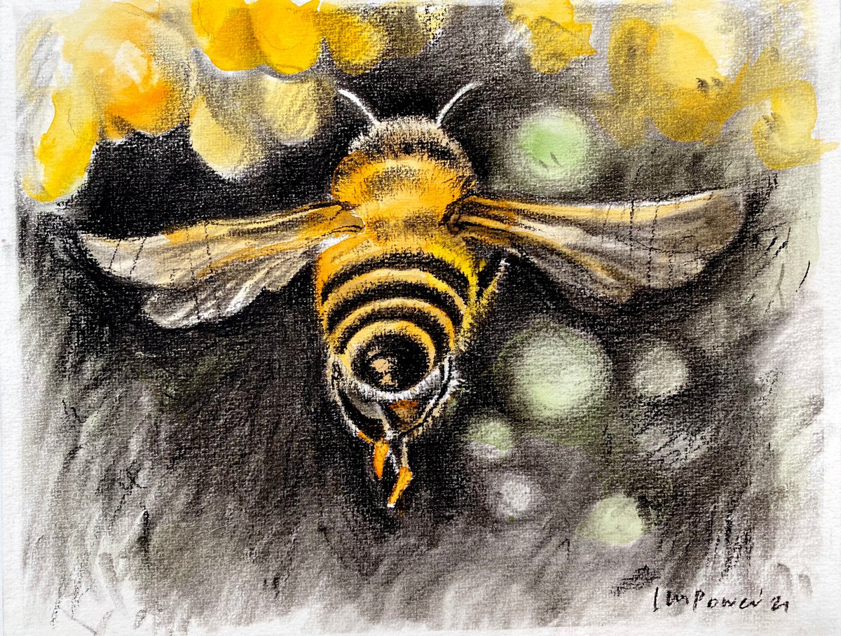 Honey Bee charcoal and Watercolour painting on paper - 240mm x 300mm by Luci Power