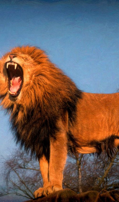 Roaring Lion by Martin  Fry