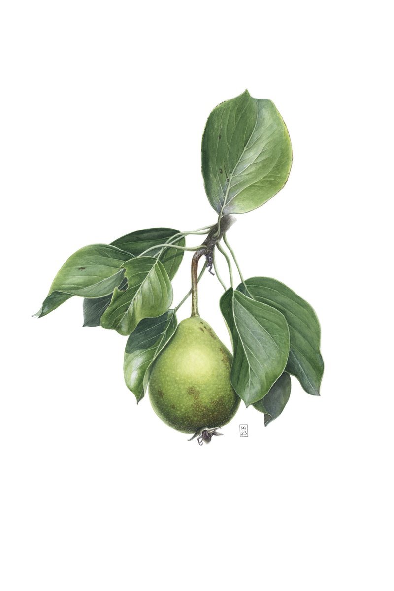 Pear In Leaves by Yuliia Moiseieva