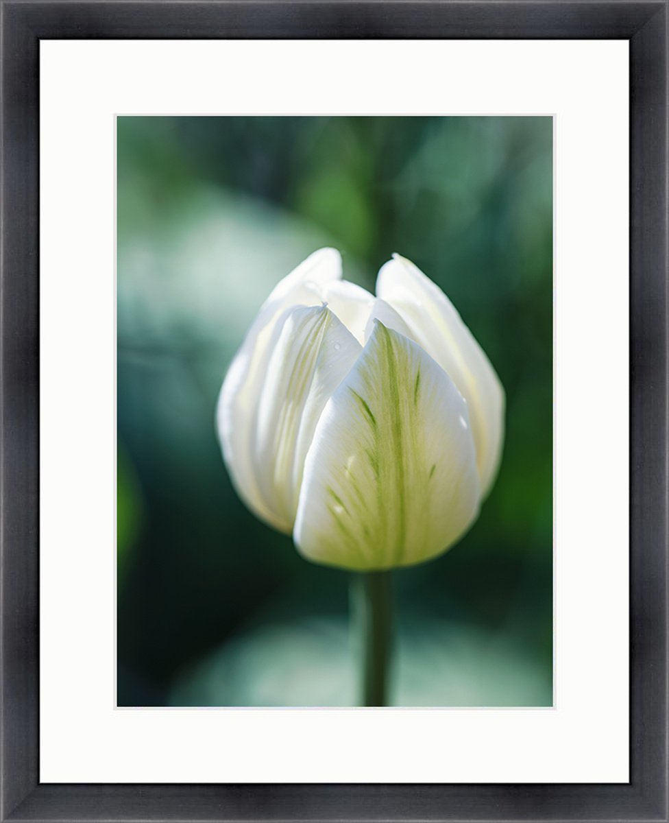 WHITE TULIP IN THE GREEN - MACRO PHOTOGRAPHY OF TULIP ON THE GREEN BACKGROUND. Framed and... by Inna Etuvgi