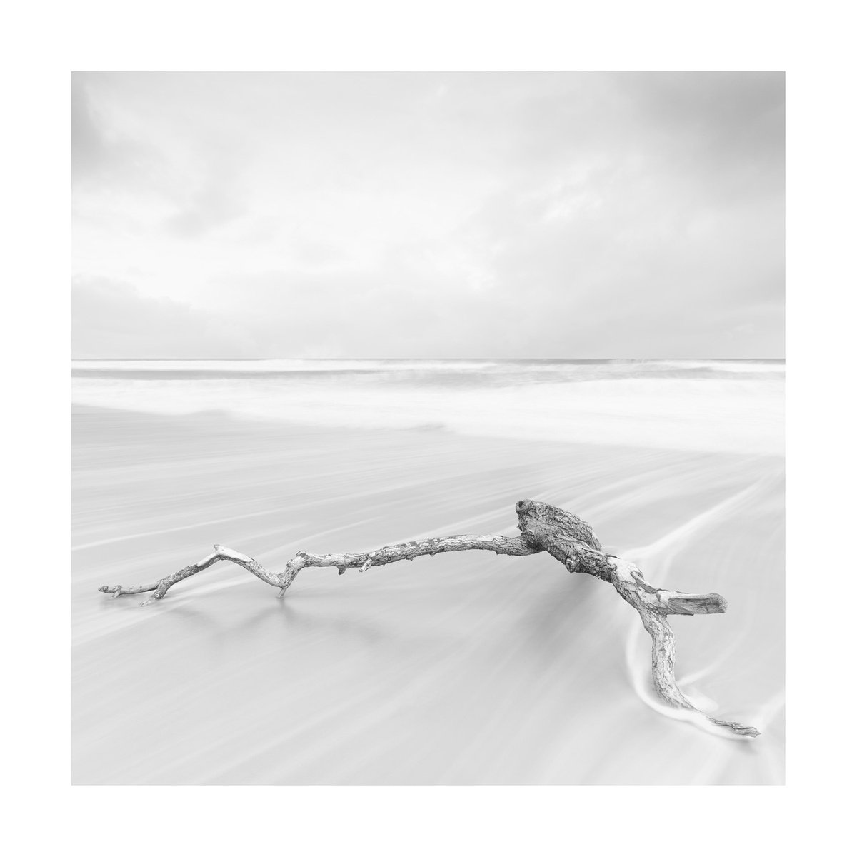 Sea Branch II by David Baker