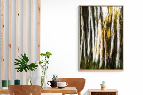 Birches (studio 2)