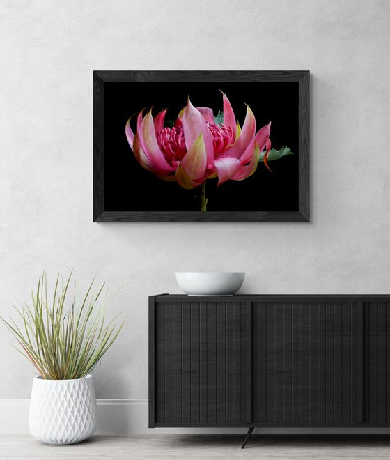 Pink Waratah Flower