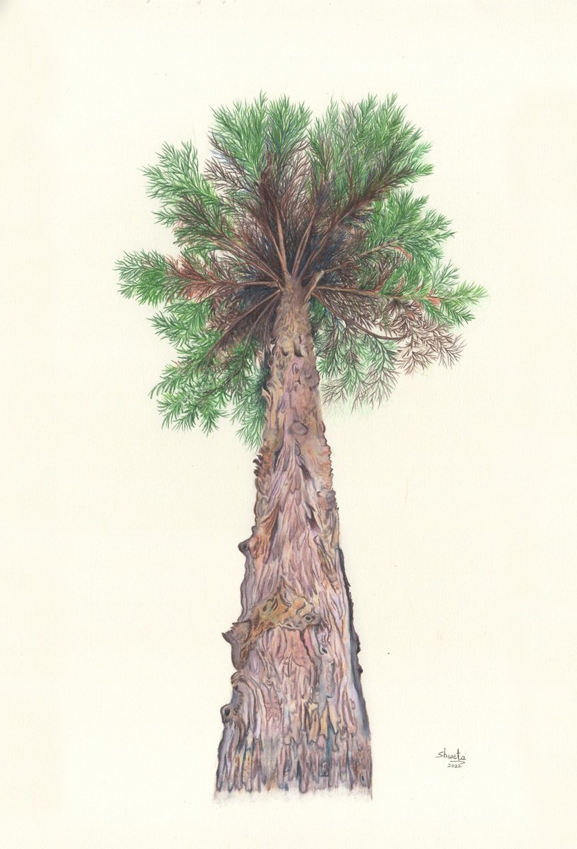 Photorealistic Botanical Pencil Drawing By Shweta Mahajan, 12 X 18", Himalayan Cedar Tree, Original Artwork