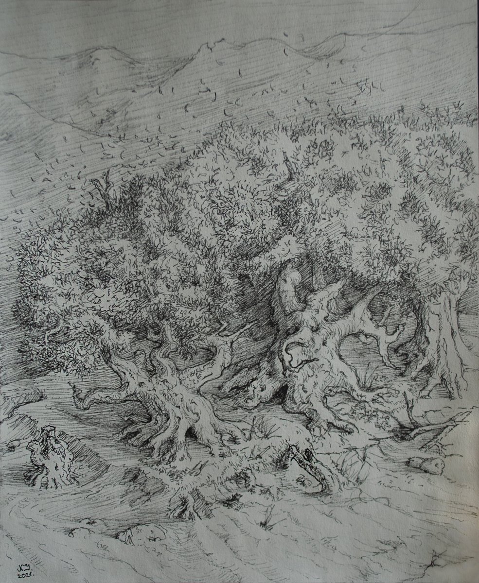 Illustrative Ink Drawing , Olive Grove By Nikola Ivanovic, 8 X 9, Artwork For Sale On Artfinder