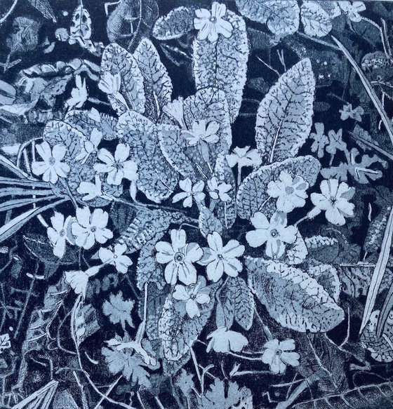 Primroses