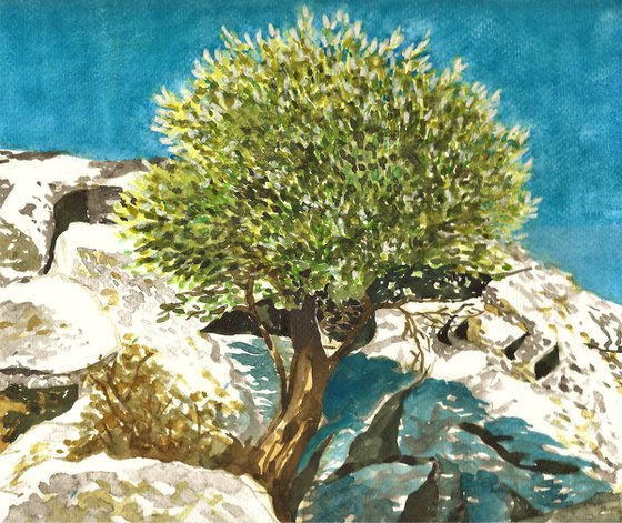 OLIVE TREE II