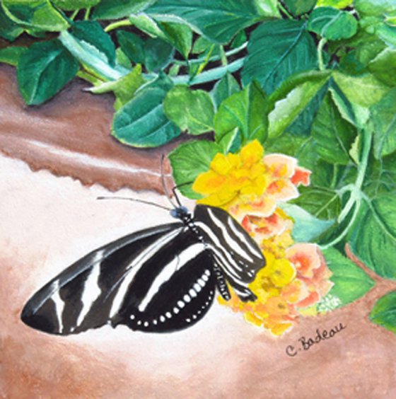 Zebra Butterfly