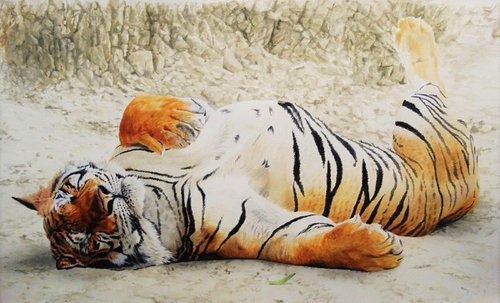 Tigers Siesta by Julian Wheat