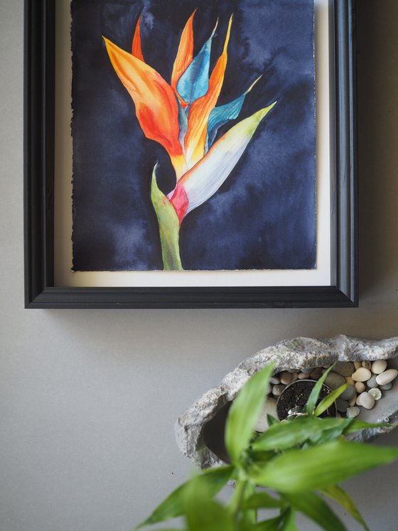 Strelitzia on blue-black velvet, vol.1