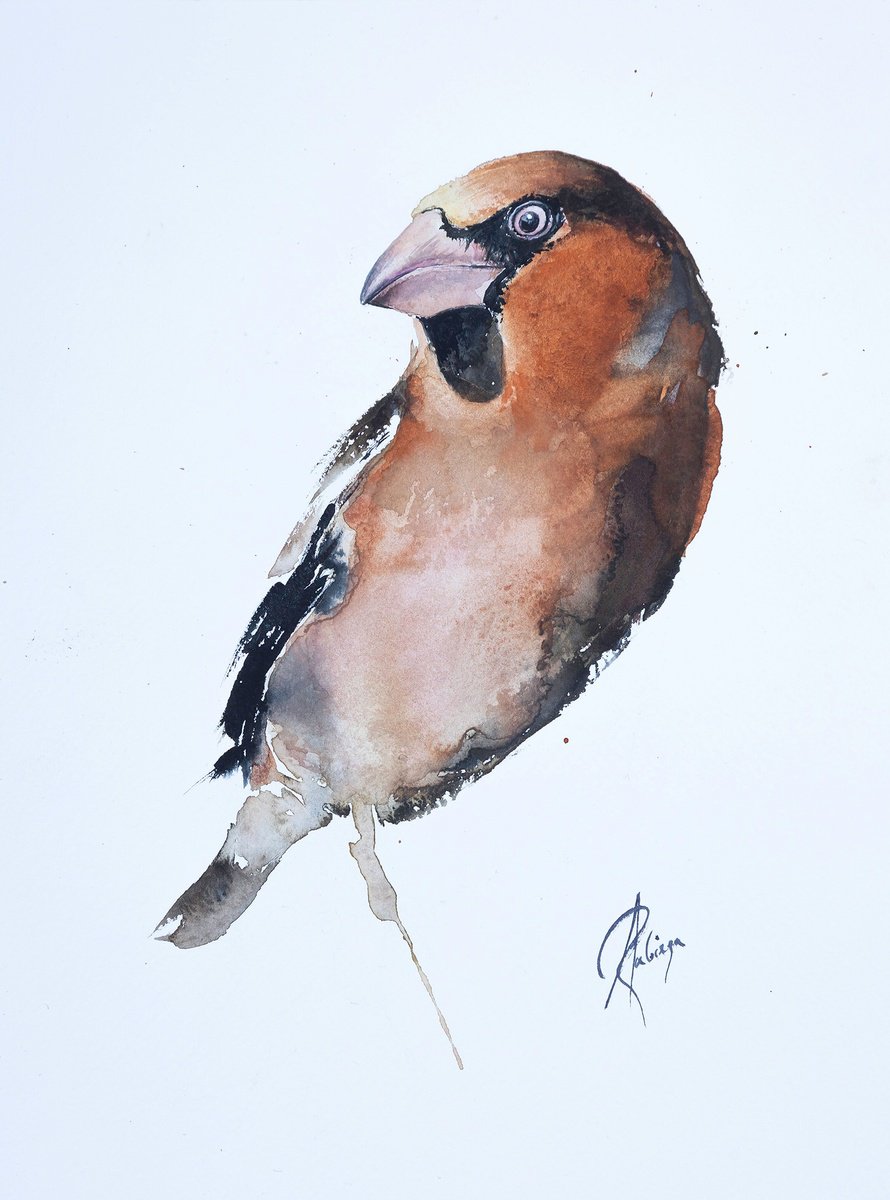 Animal Watercolour By Andrzej Rabiega, 9 X 12, Hawfinch Ii, Original Artwork
