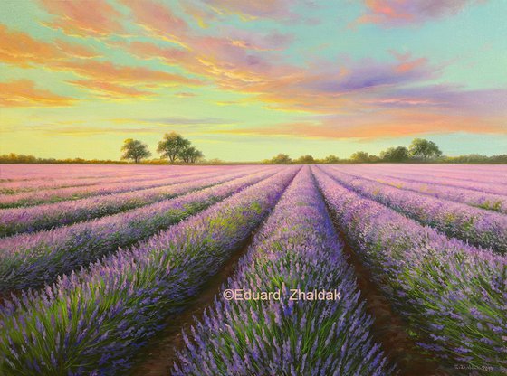 Lavender evening