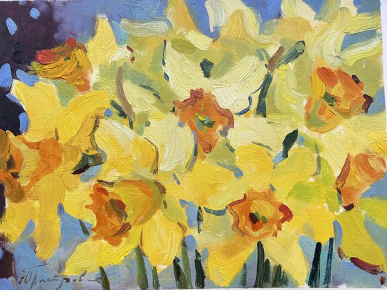 Daffodils