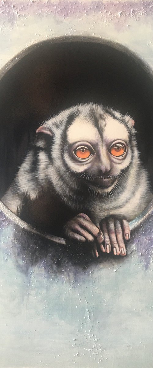 Portrait of a Three Striped Night Monkey by Karl Hamilton-Cox