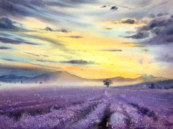 lavender field