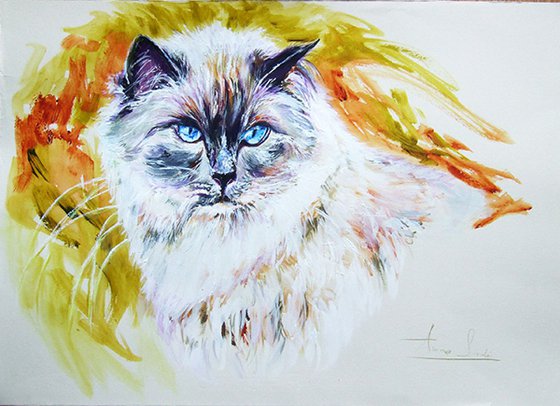 Exotic - Portrait of a Cat