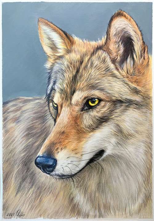 Portrait of Wolf by Olga Tsvetkova
