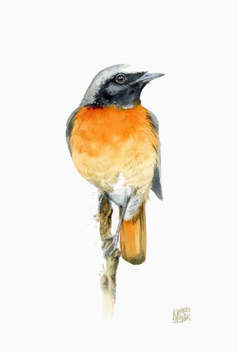 Redstart, Bird, watercolor painting by Karolina Kijak