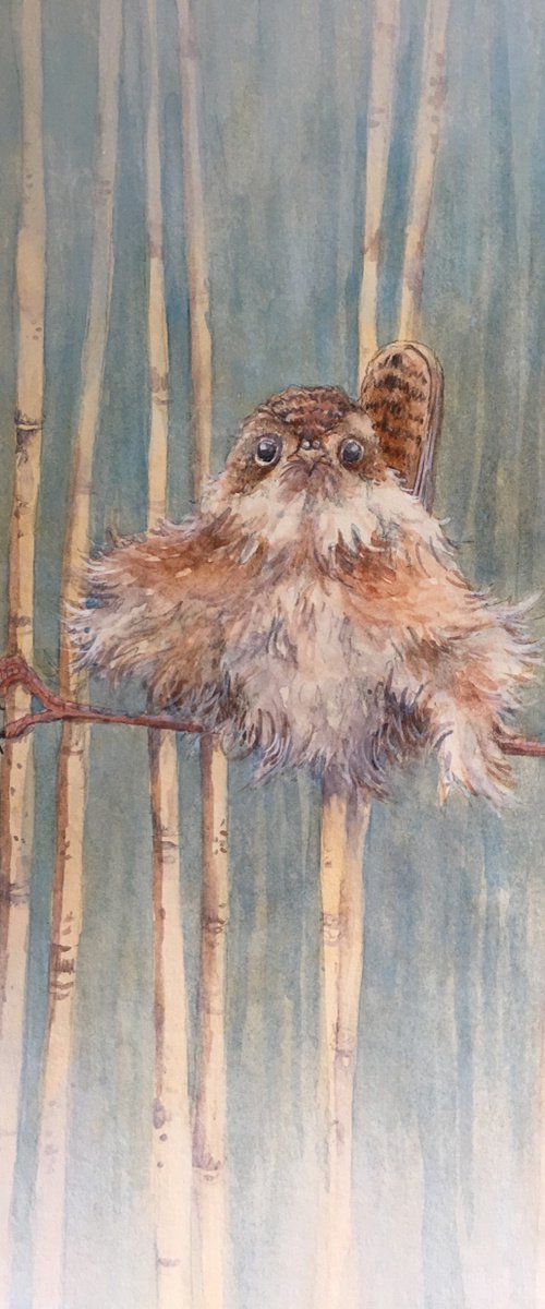 Wren Splits by Christopher Hughes