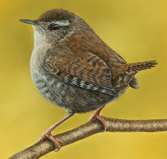 Original pastel drawing "Eurasian wren"