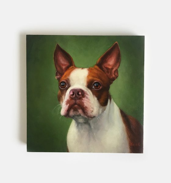 Original oil painting of Boston terrier.