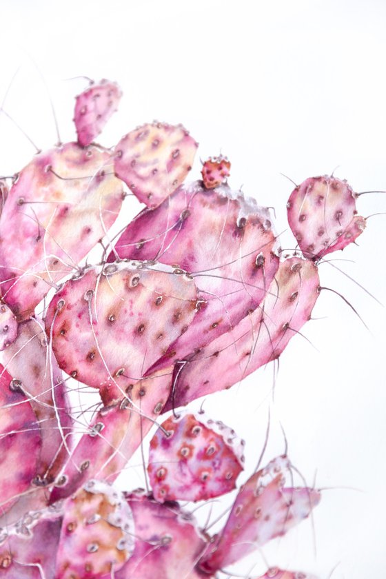 Pink opuntia cactus