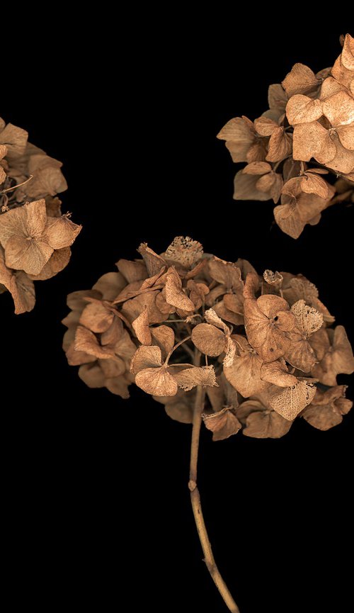 Hydrangea heads by Paul Nash